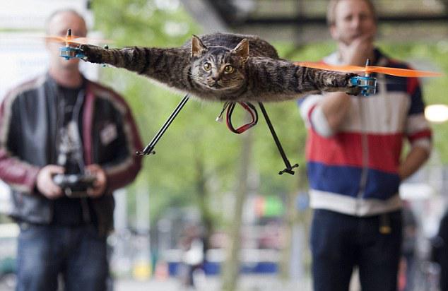 helicopter_cat.jpg