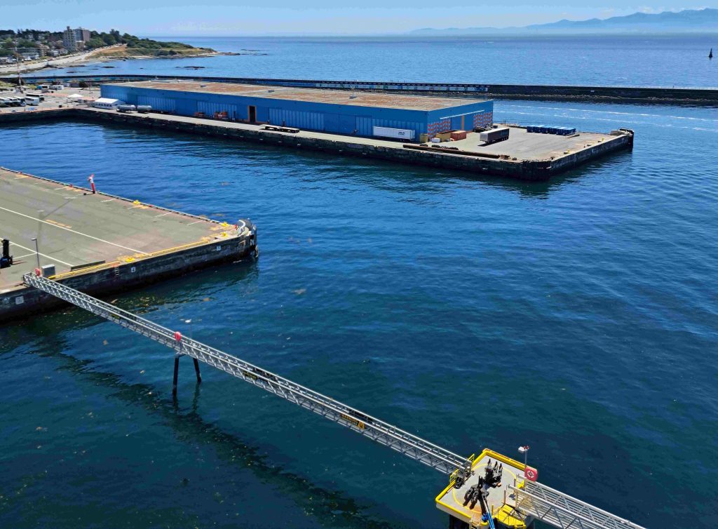 Ogden Pt dolphin.jpg